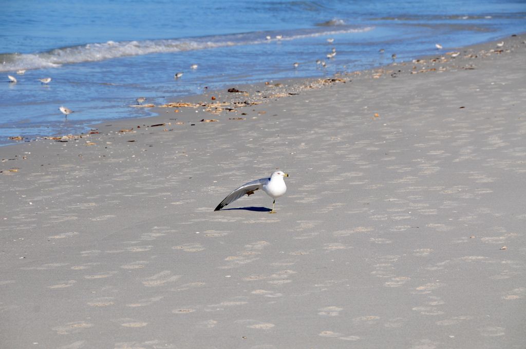 Big seagull stretch!/