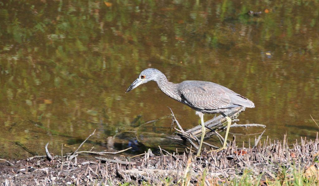 "What's that? Is that a bug?"/