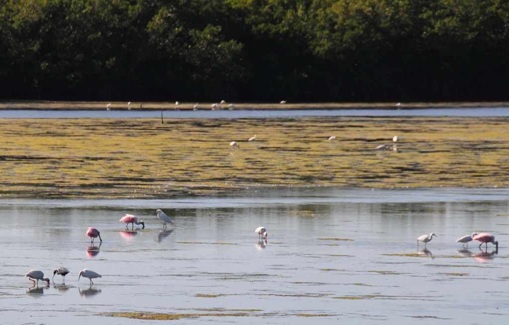 Birds... doing their thing.../