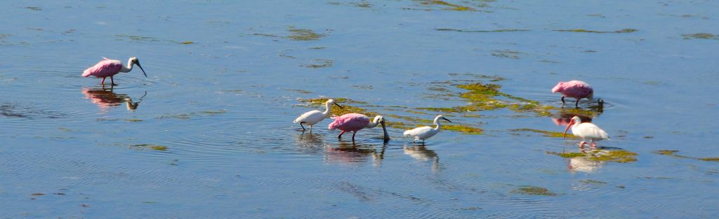 Awwwh! Pink flamingos!/