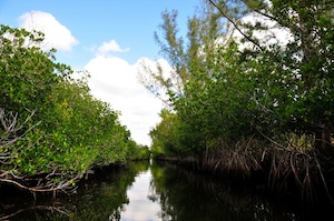 Among the mangroves at Everglades NP, FL