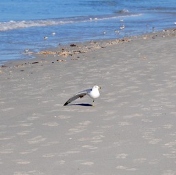 Big seagull stretch!/
		    