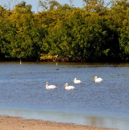 Pelicans in Pelican Bay!/
		    
