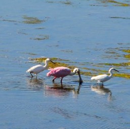 Awwwh! Pink flamingos!/
		    