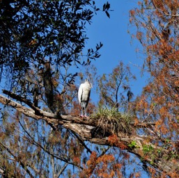 Giant bird sitting in a tree.../
		    