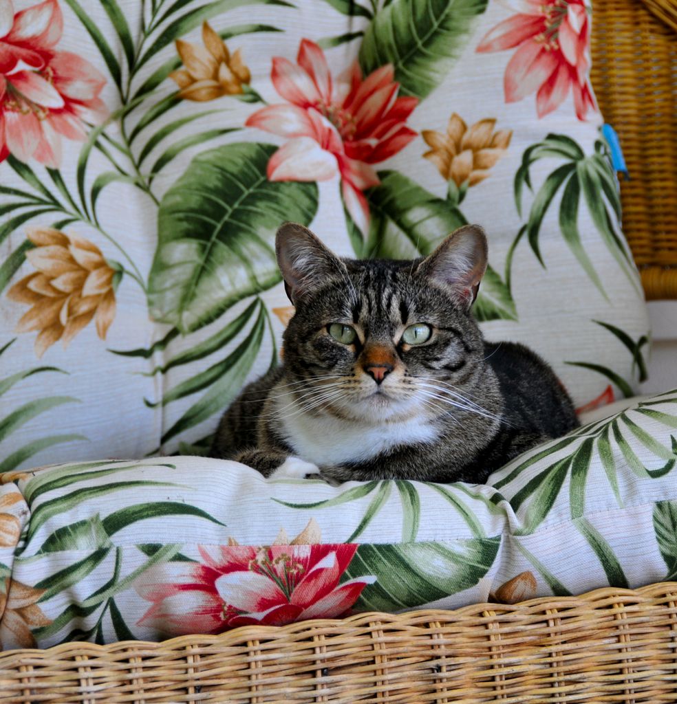 Nevada, the inn kitty!/