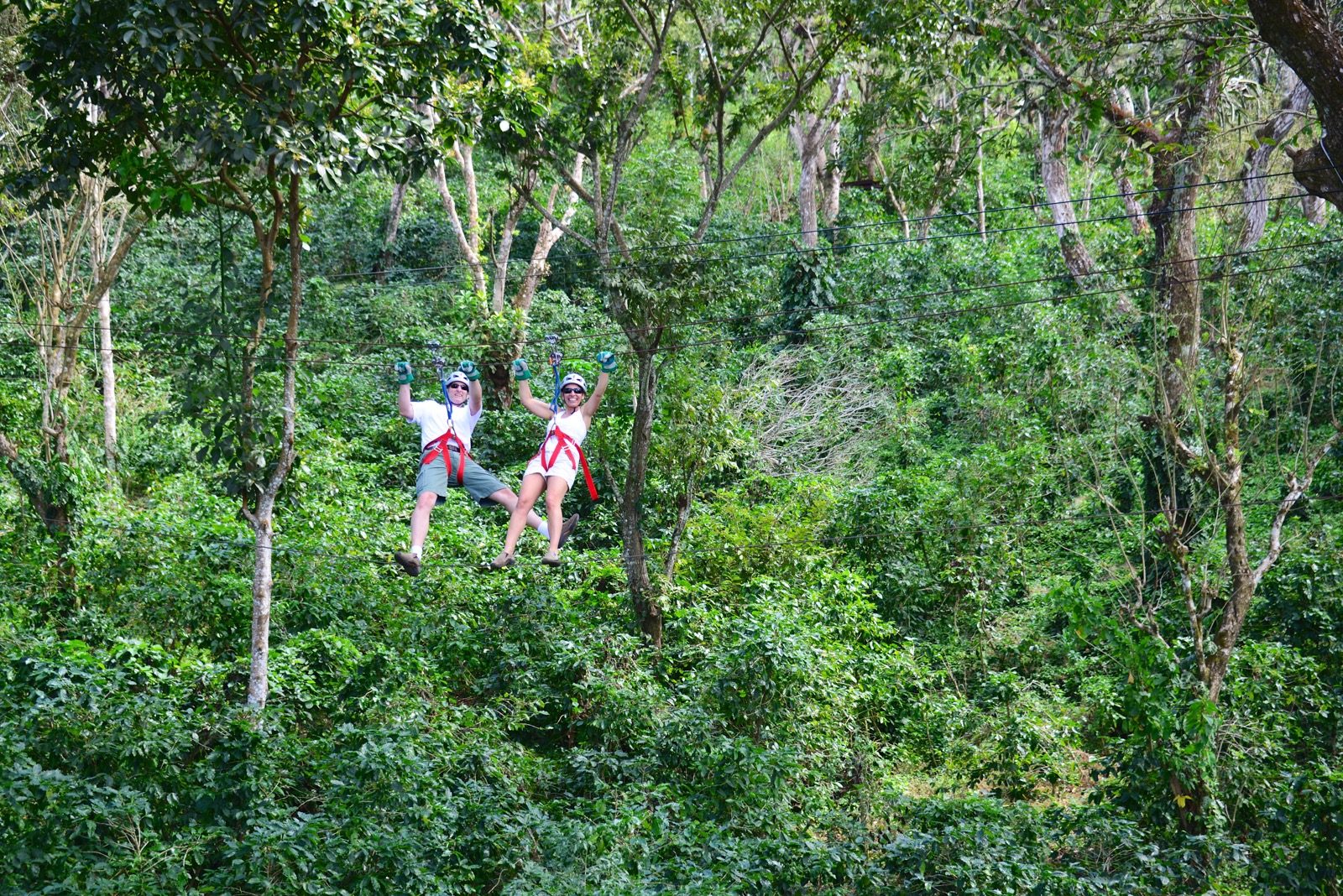 And tight-roping 100 feet above the forest floor/