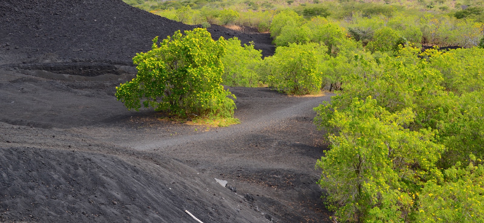 Beautiful trees glow against the black sand/