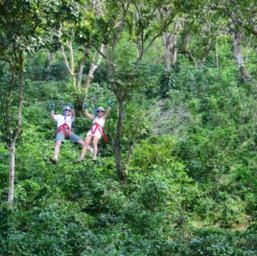 And tight-roping 100 feet above the forest floor/
		    
