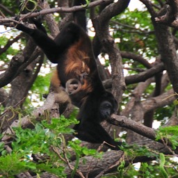 A howler monkey with her baby/
		    