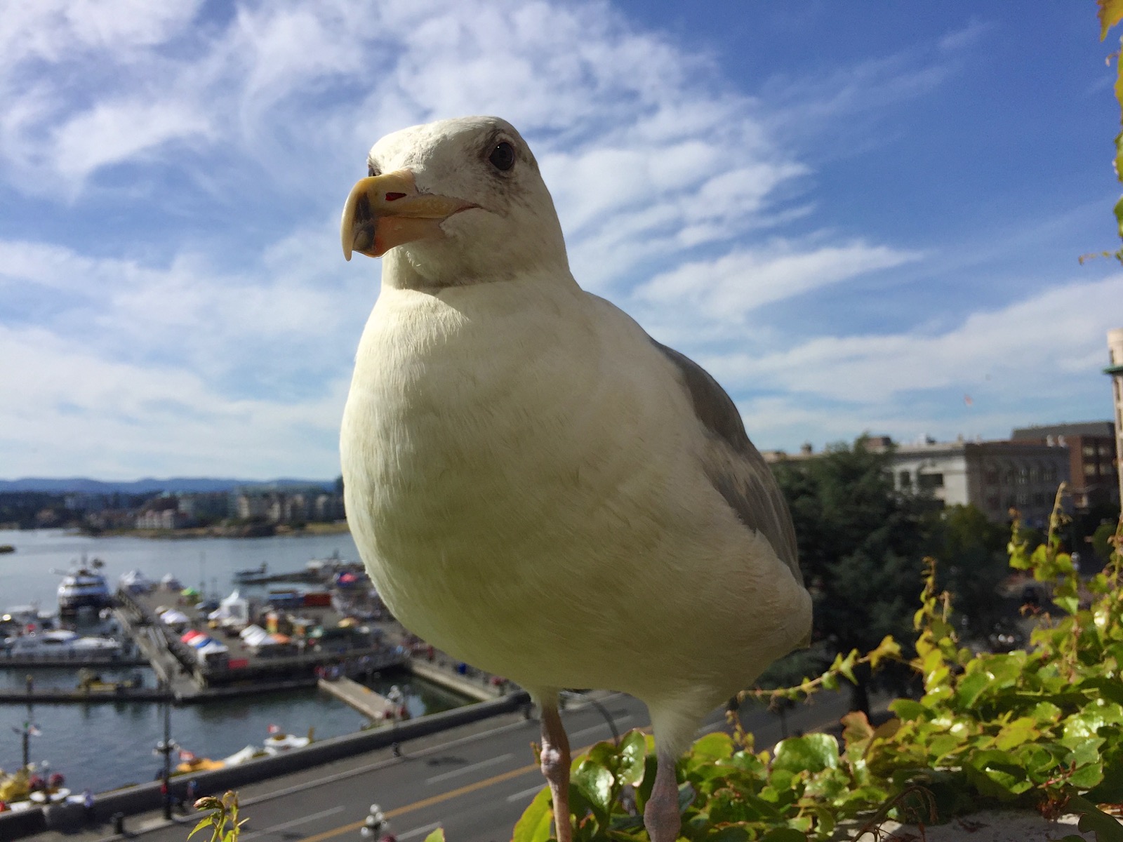 Our ledge companion/