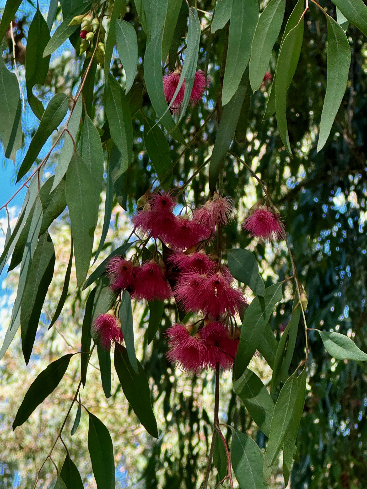 Poofy eucalyptus flowers favored by the bees/905 Country Club Rd, Ojai, CA 93023, USA