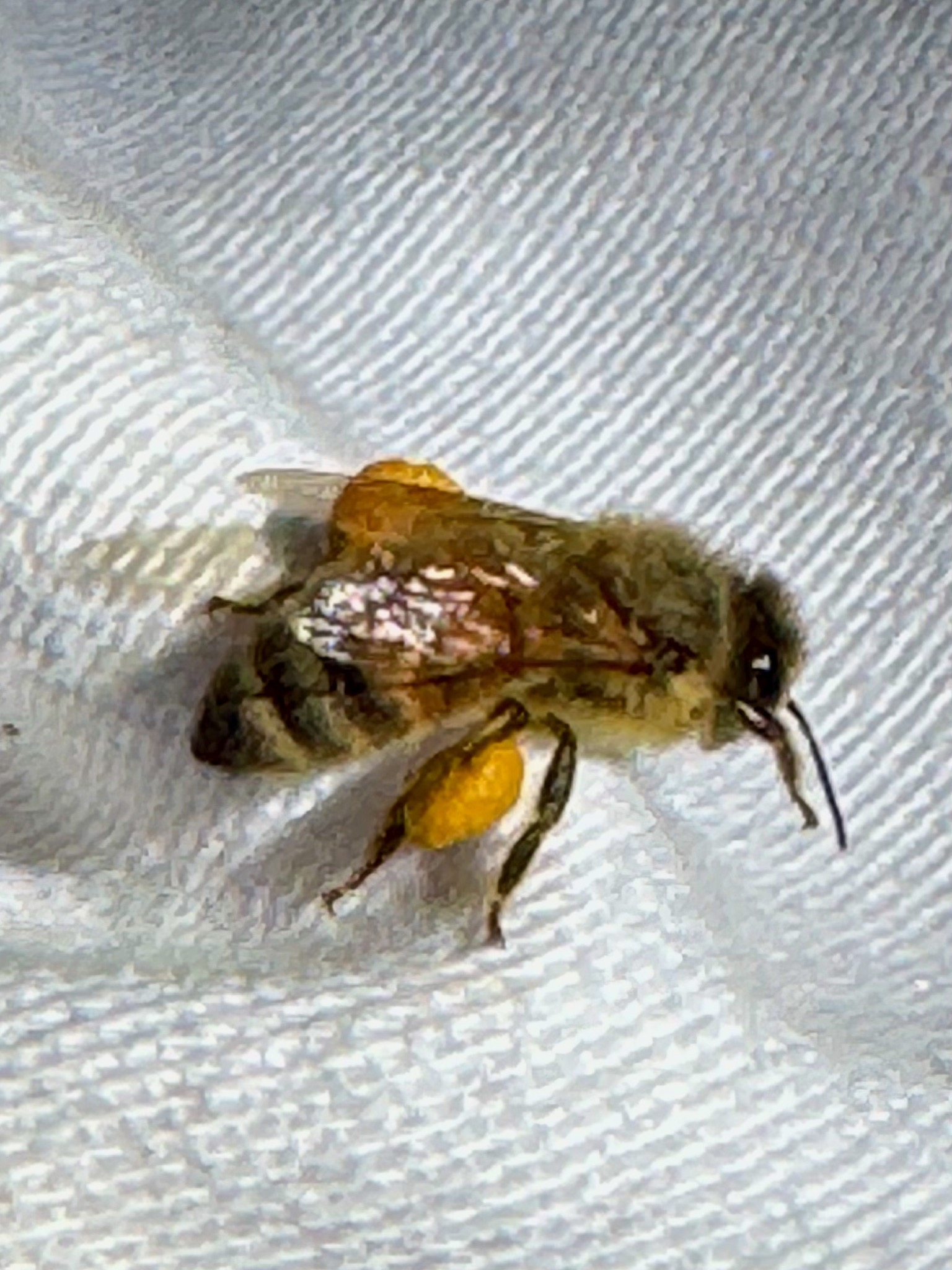 12153 Creek Rd, Ojai, CA 93023, USA