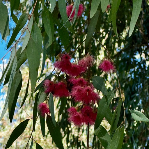Poofy eucalyptus flowers favored by the bees/
		    905 Country Club Rd, Ojai, CA 93023, USA
