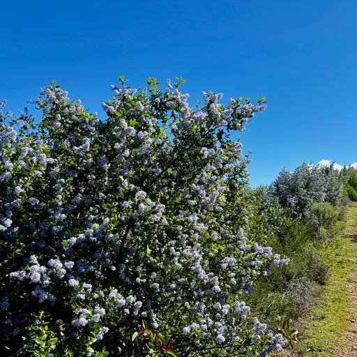 California lilacs blooming along the trail/
		    