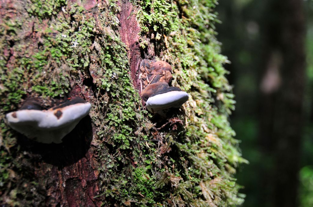 Shelf fungus/