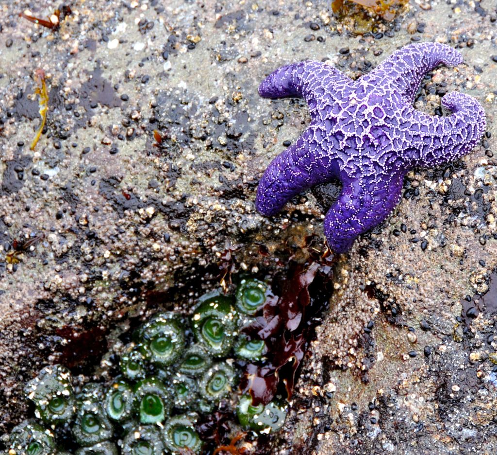 Purple starfish... she was very pretty!/