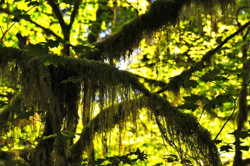 Hall of Mosses trail, Olympic National Park, WA
