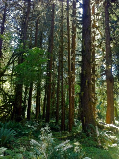 Spruce Trail, Olympic National Park, WA