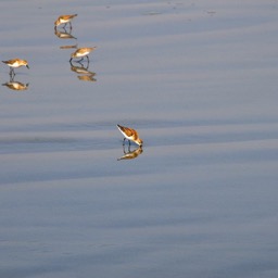 Sandpipers/
		    
