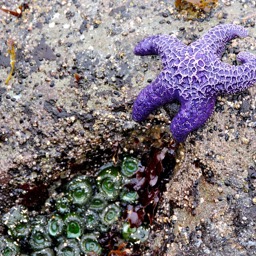 Purple starfish... she was very pretty!