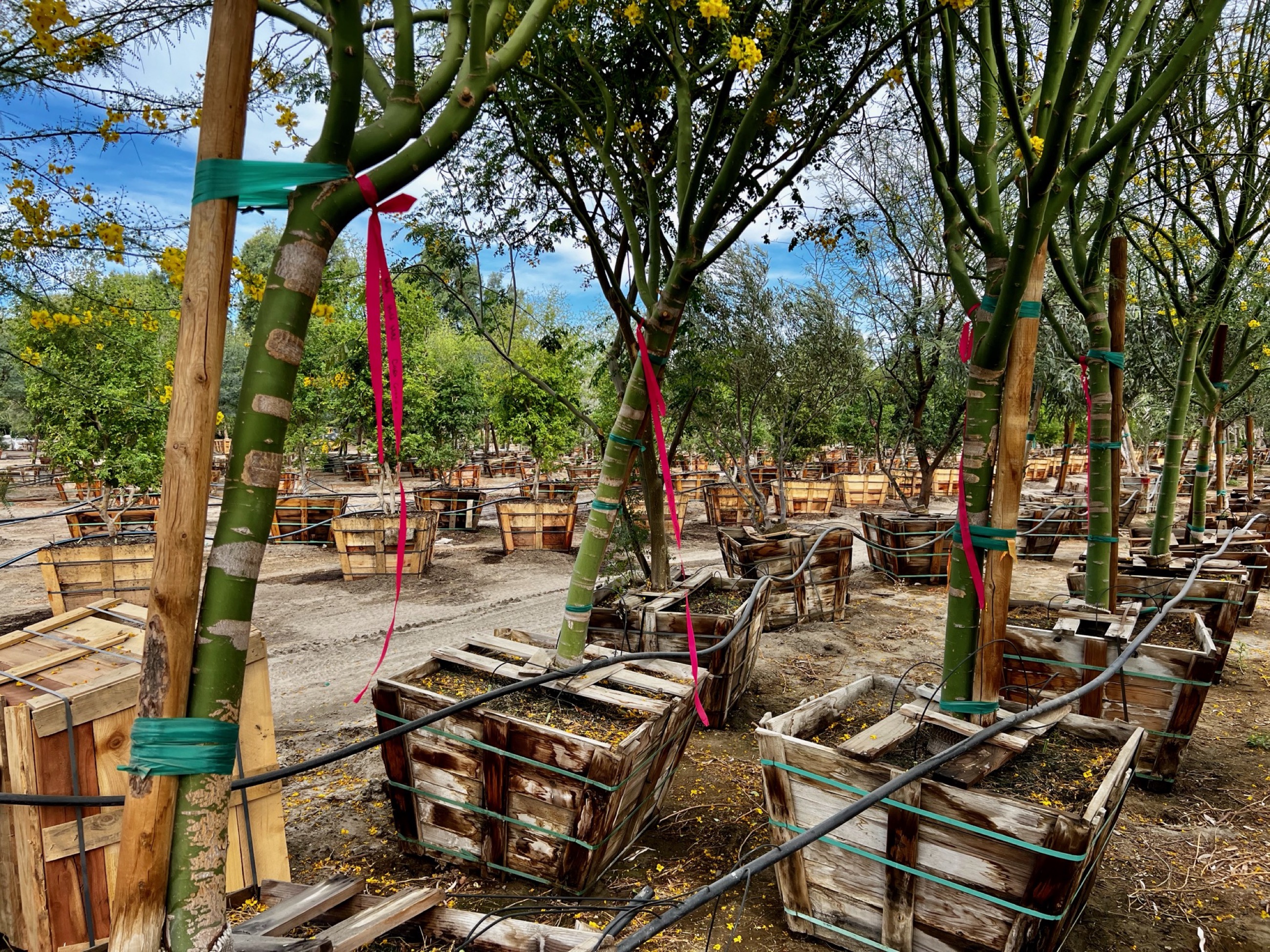 4 beautiful specimen, check!/