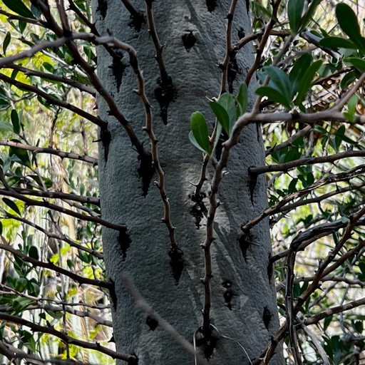 Weirdo tree/
		    