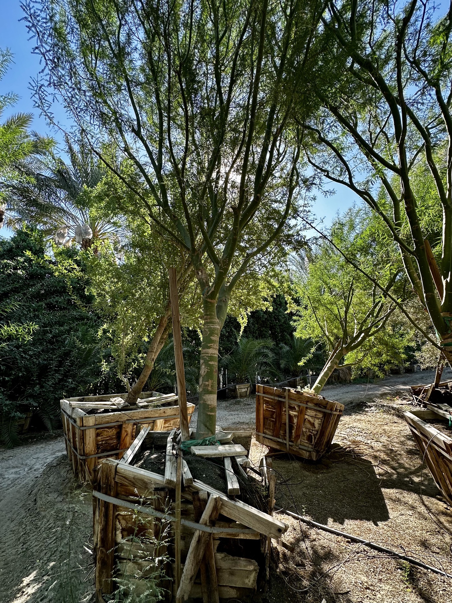 Devastated trees at Moon Valley/Festival Campgrounds, 83272 51st Ave, Coachella, CA 92236, USA