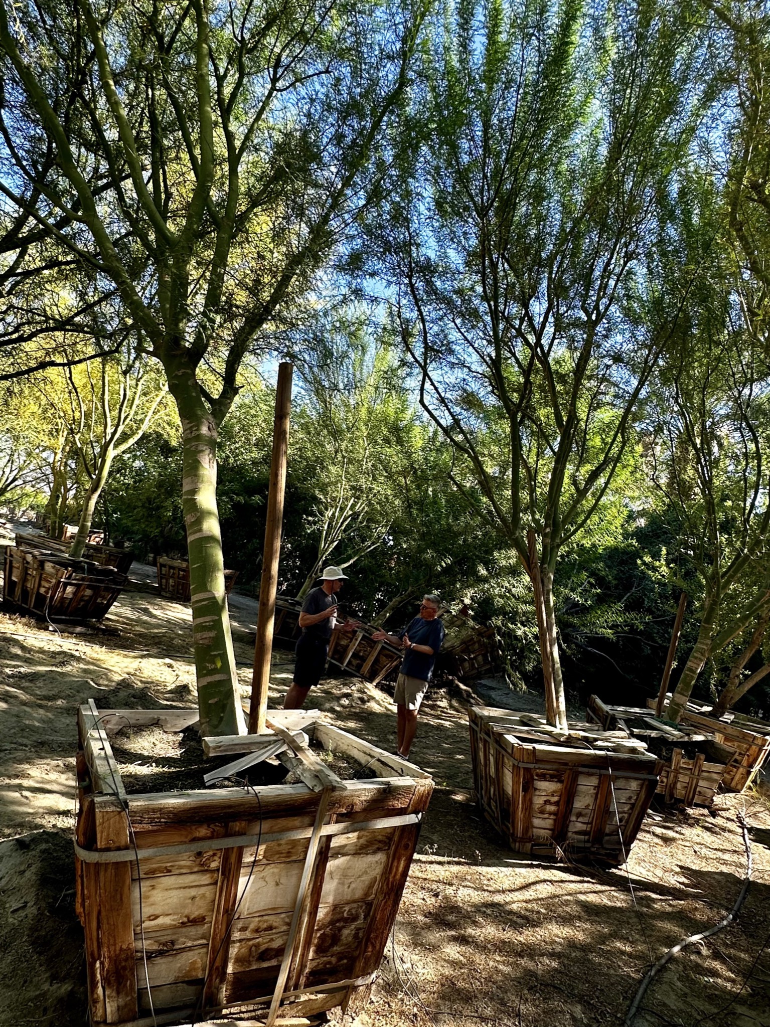 Still some good trees.../Festival Campgrounds, 83272 51st Ave, Coachella, CA 92236, USA