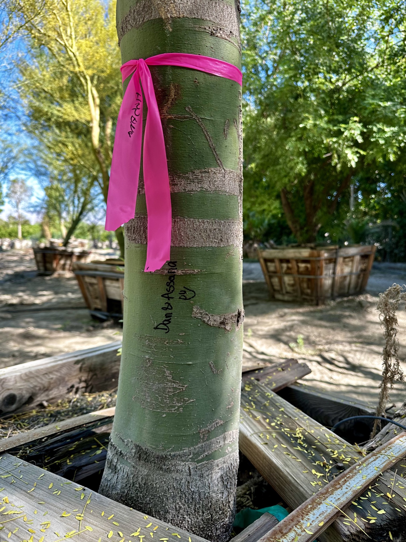 Marked with ribbon and sharpie/Festival Campgrounds, 83272 51st Ave, Coachella, CA 92236, USA