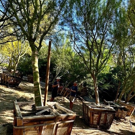 Still some good trees.../
		    Festival Campgrounds, 83272 51st Ave, Coachella, CA 92236, USA