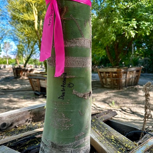 Marked with ribbon and sharpie/
		    Festival Campgrounds, 83272 51st Ave, Coachella, CA 92236, USA