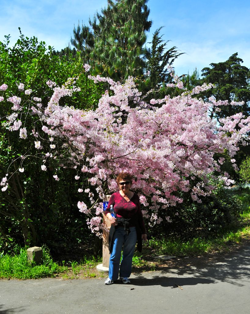 Some sort of blossoms/