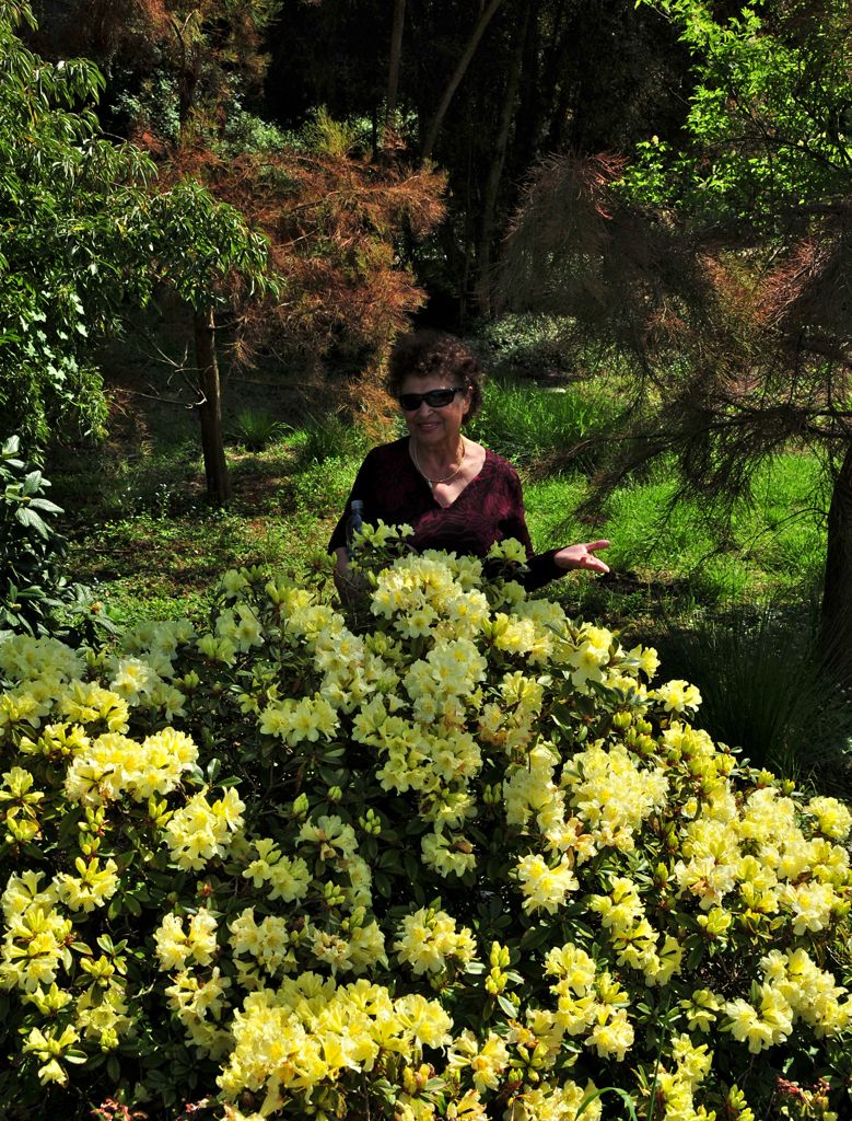 Mom and the azalea /