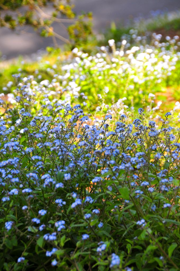 Forget-me-not!s/