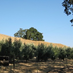 Pasolivo Orchards/
		    
