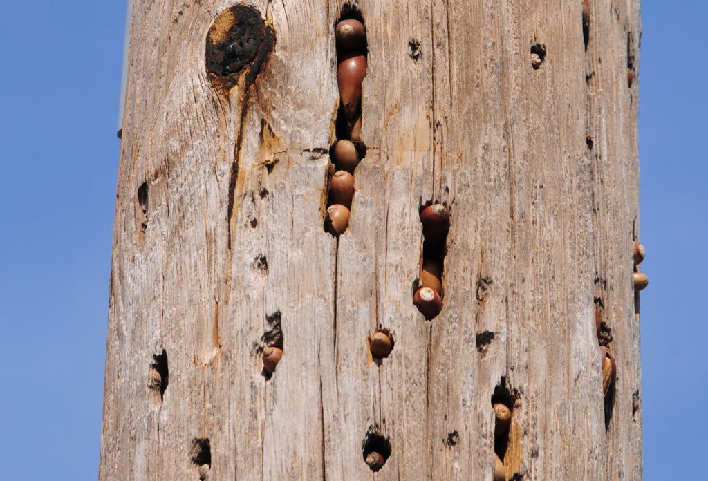 Nut-stuffed electric pole!/