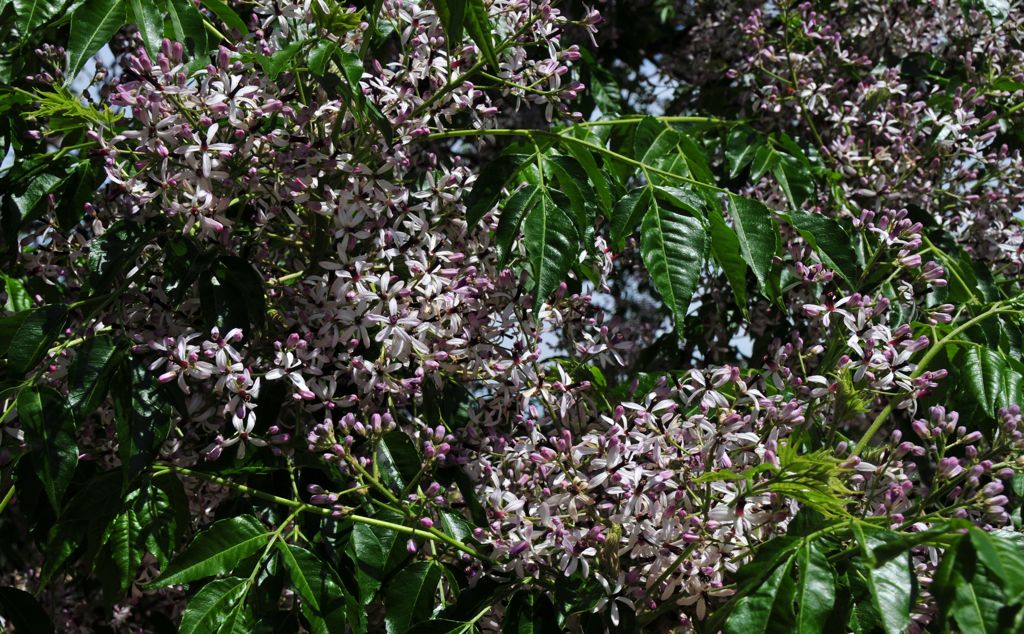 A tree covered with these beautiful flowers/