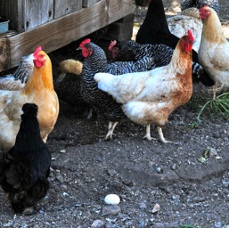Chickens with an egg at Happy Acres Farm!/
		    