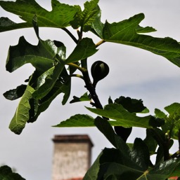 Figs!/
		    