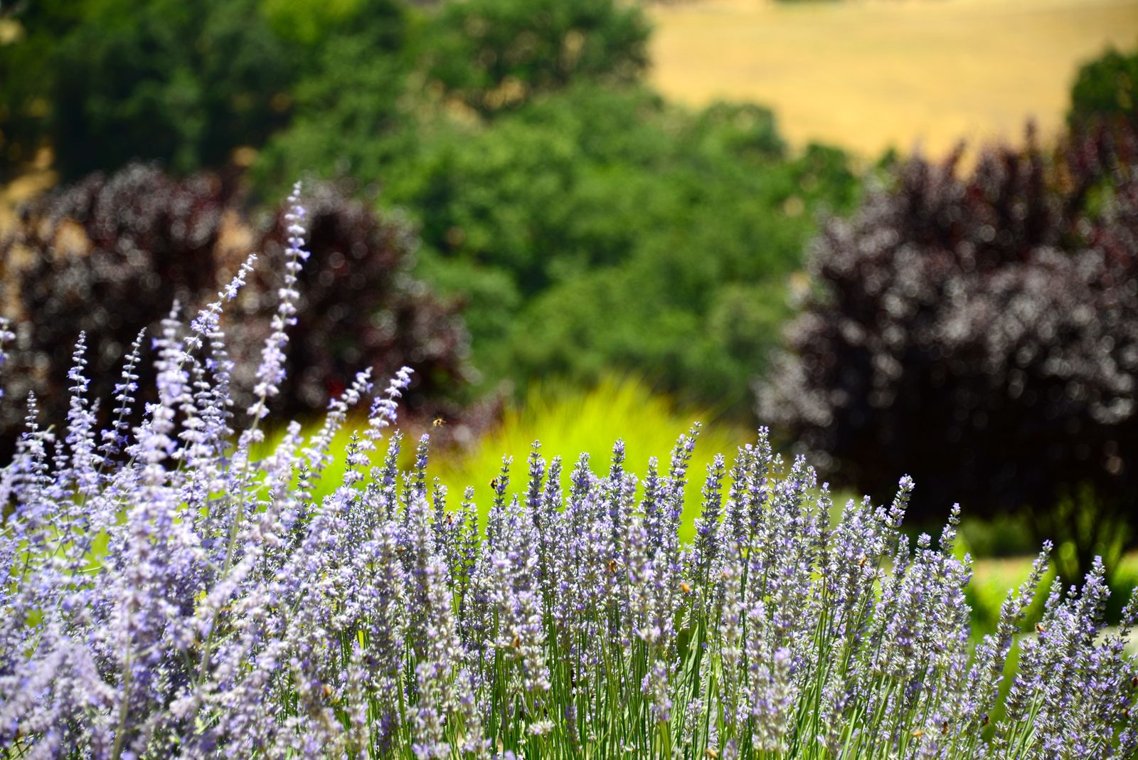 Followed by obligatory wine tasting at Denner/