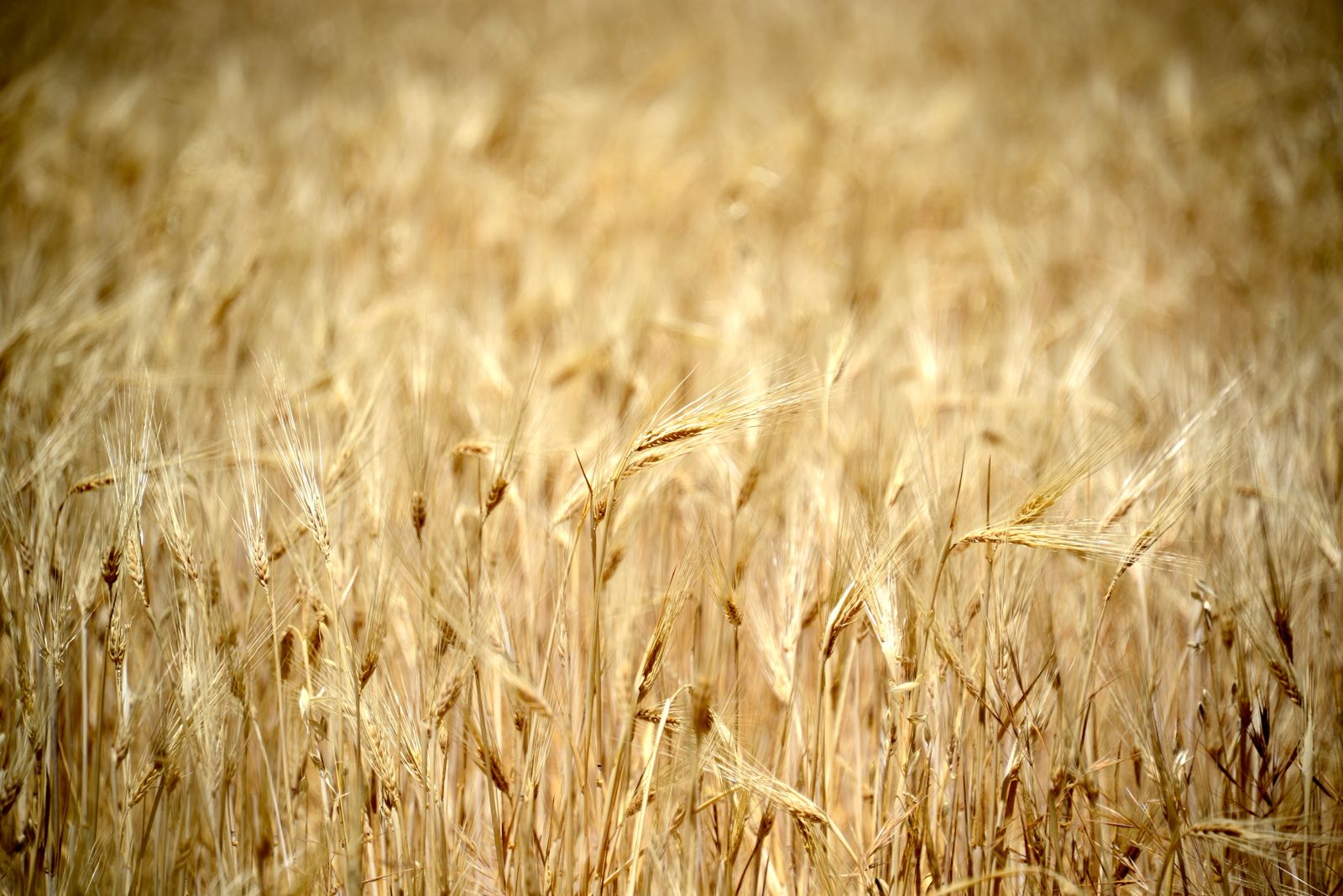 Wheat field across Willow Creek Road/