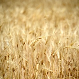 Wheat field across Willow Creek Road/
		    