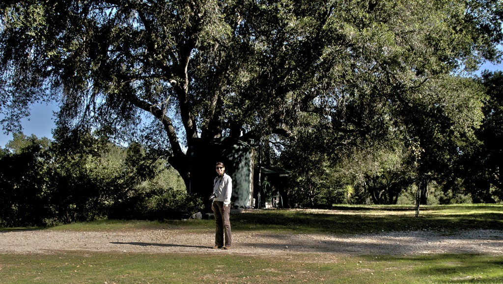One of the giant oaks/
