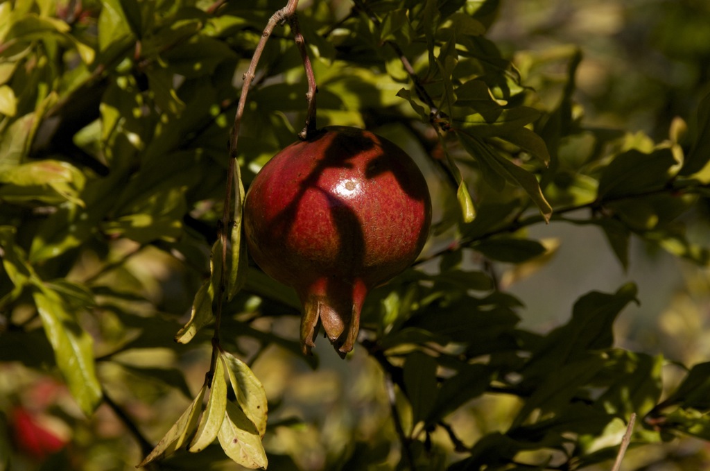 Dan's new favorite fruit: pomegranate /