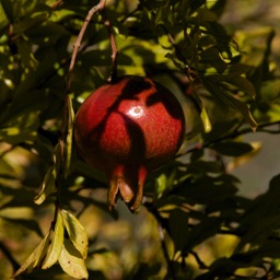 Dan's new favorite fruit: pomegranate /
		    