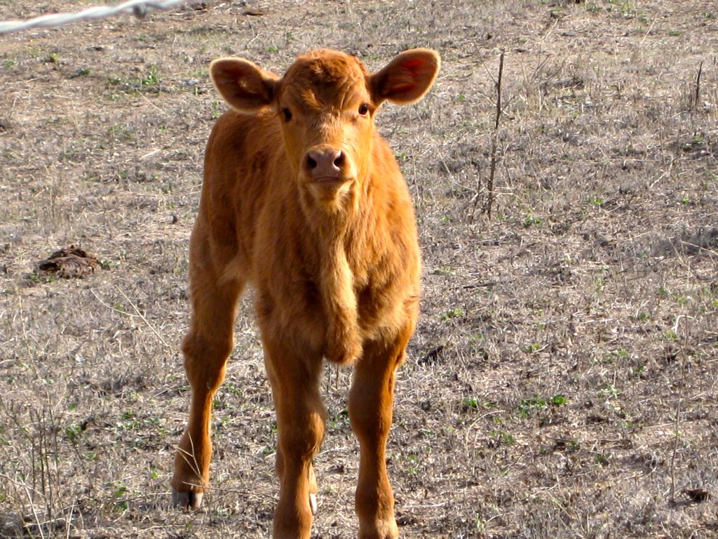 Do you have a treat for me?/