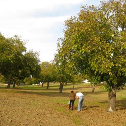 Tara fondling the walnut orchard.../
		    