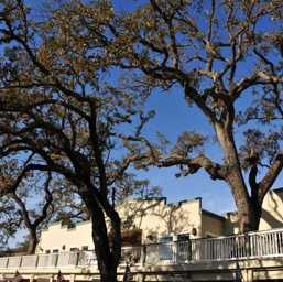 Beautiful oaks of Templeton/
		    