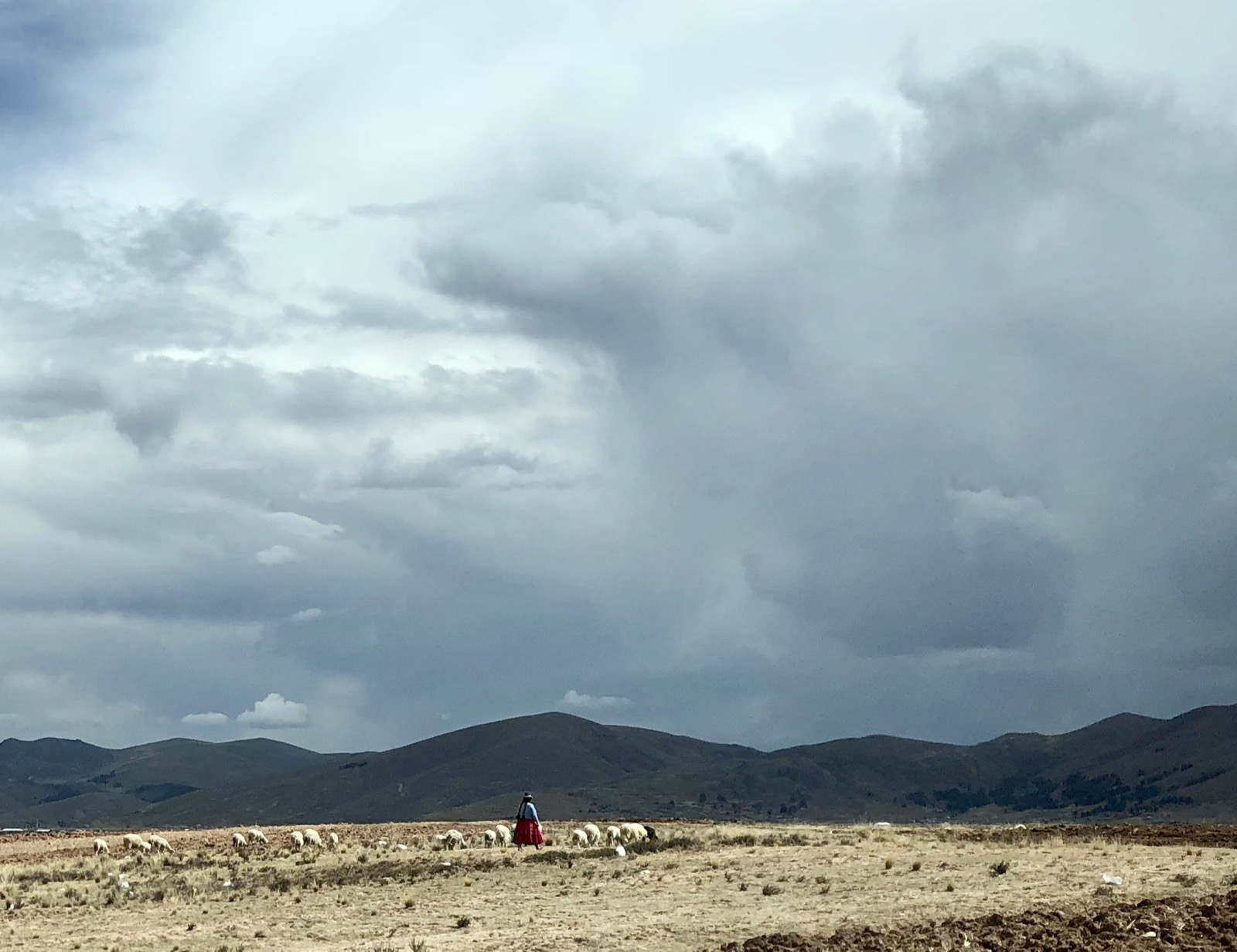 A typical shephard and her flock/